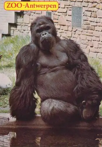 Belgium Antwerpen zoo gorilla