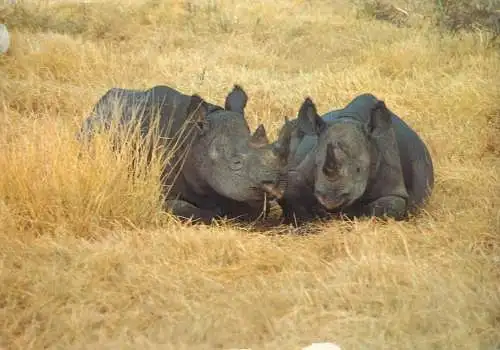 Animal types rhinoceros wildlife photo