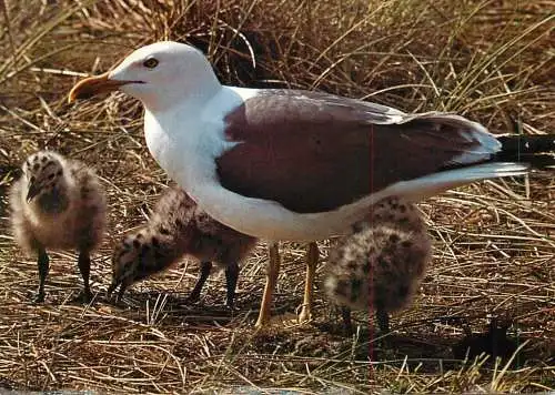 Bird types Herring gull with young birds