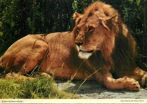 African Wildlife Lion