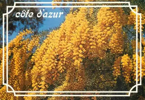 France Cote d'Azur Les Mimosas blossom tree detail view