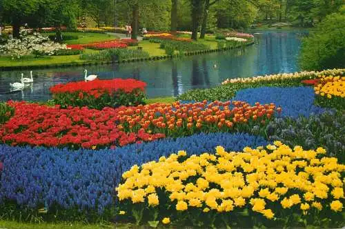 Greetings from Holand Netherlands tulip field