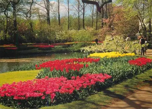 Greetings from Holand Netherlands tulip field