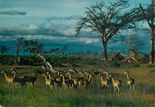 African Fauna Impalas