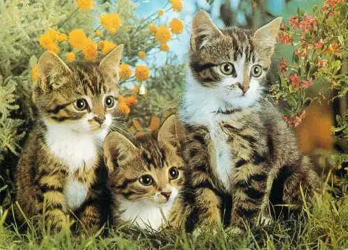 Animal types and scenes kittens photo