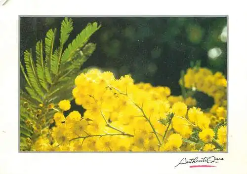 Flowery tree branch detail aspect