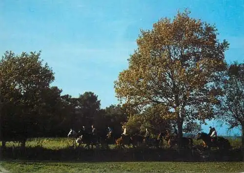 Belgium Flanders Kalmthout hide