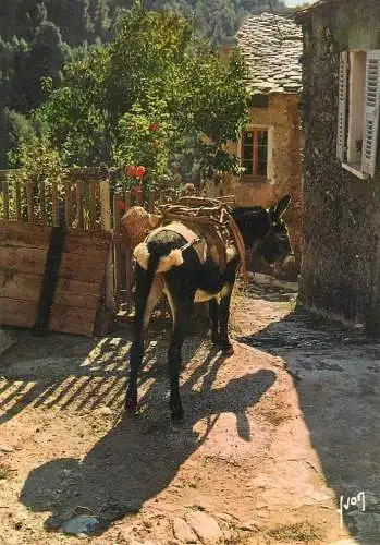 France La Corse picturesque scenery donkey