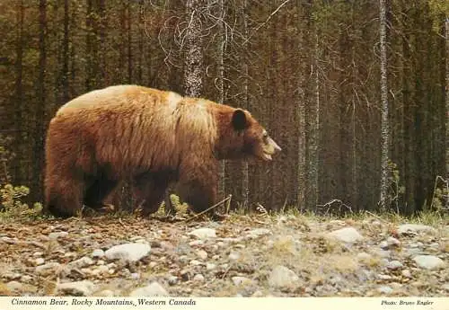 Canada Rocky Mountains Cinnamon Bear