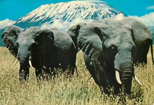 Kenya wildlife elephants & Mount Kilimanjaro
