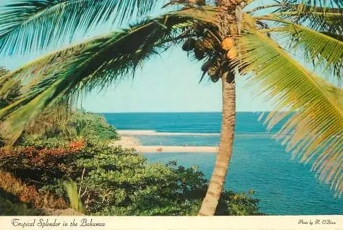 Bahamas tropical splendor palm tree, sea view