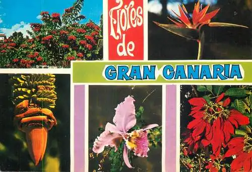 Spain Gran Canaria flower types multi view