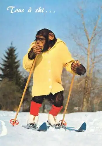 Monkey on the ski funny animals postcard