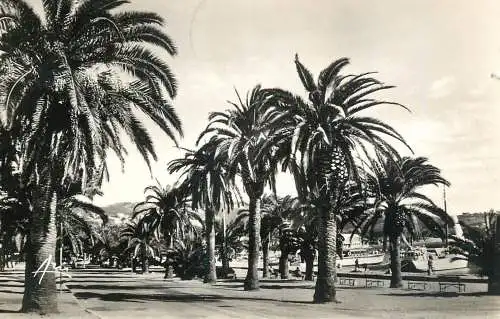 Postcard France Bandol palm tree alley