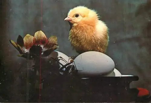 Easter Greetings chicken eggs and flower