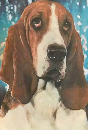 Animals Basset Hound Dog