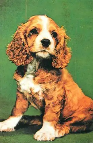 Cocker spaniel dog breed puppy