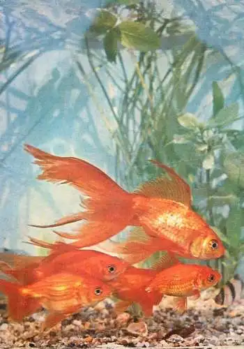 Carassius Auratus exotic fish China Asia