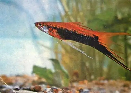 Animals Xiphophorus Helleri exotic fish North America
