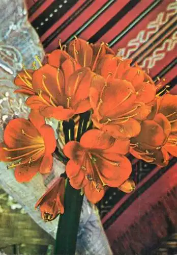 Clivia flower bouquet