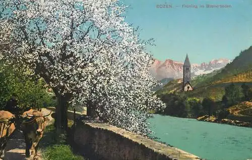 Italy Bozen summertime blossom trees cows picturesque scenery