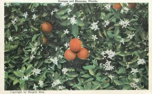 USA Florida oranges and blossoms detail view