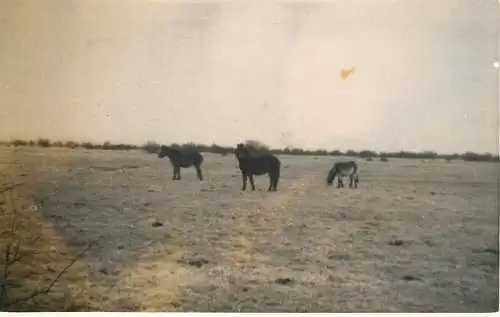 Real photo postcard place to identify horses on a field