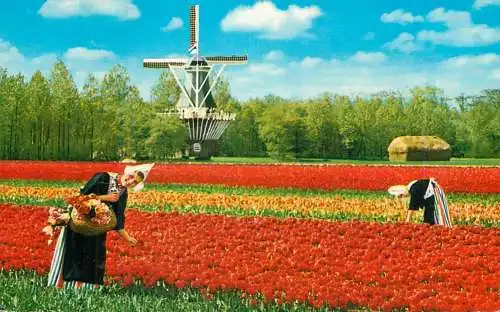 Postcard Netherlands tulips flower field and windmill 1987