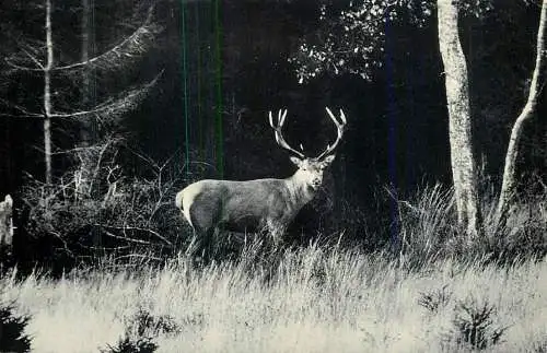 Cerf dans le foret