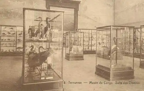 Postcard Belgium Tervueren musee du Congo salle des Oiseaux