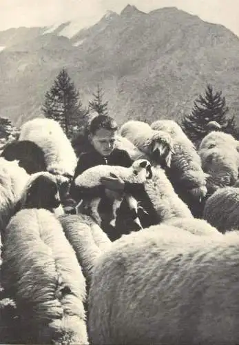 Postcard Switzerland Bern boy and sheeps