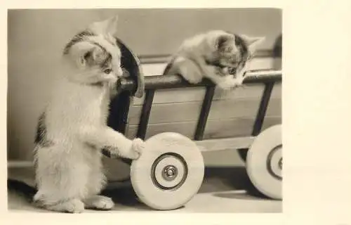 Postcard animals cats and carriage