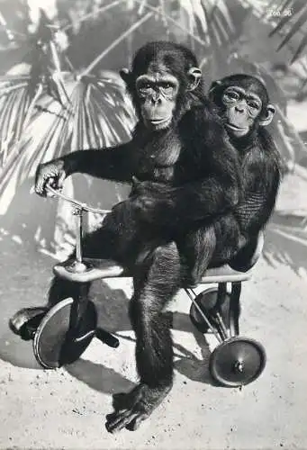 Postcard Switzerland Zürich zoological garden monkeys on tricycle