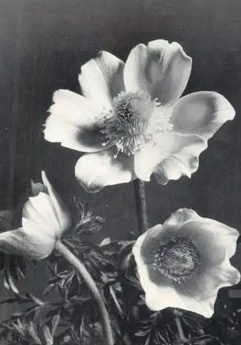 Postcard Switzerland flower