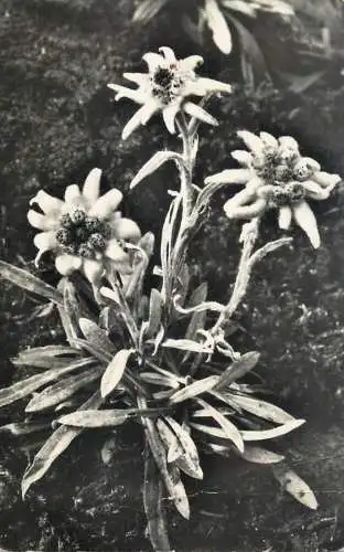 Postcard Switzerland edelweiss flower