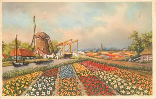 Postcard Netherlands tulip fields windmills