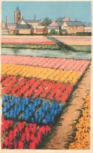 Postcard Netherlands tulip fields
