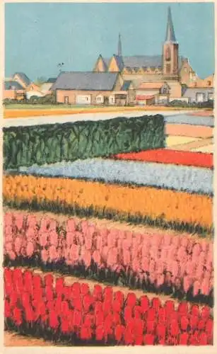 Postcard Netherlands tulip fields