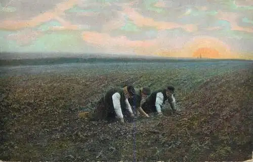 Postcard Netherlands agriculture scene
