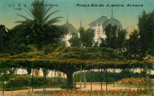 Portugal Lisboa Praca Rio de Janeiro Arvore