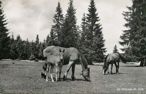 Postcard Switzerland au paturage du Jura horses