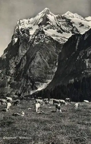 Postcard Switzerland Grindelwald Wetterhorn cows