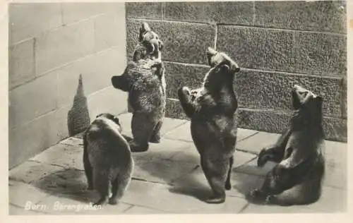 Postcard Switzerland Bern bears arena