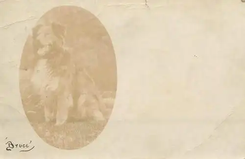 Social history souvenir vintage photo postcard dog Bruce 1903