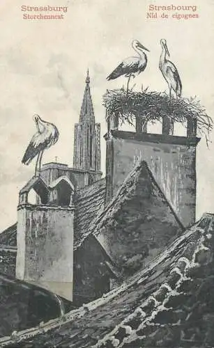 CPA France Strasbourg nid de cigognes