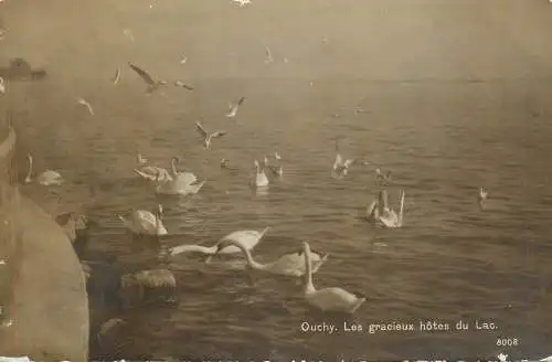 Switzerland postcard Ouchy les gracieux hotes du Lac