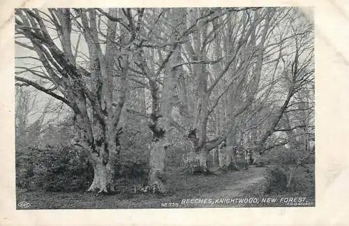 United Kingdom England New Forest Beeches Knightwood