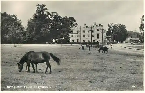 England Lyndhurst New Forest ponies