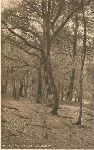 England Lyndhurst - in the New Forest