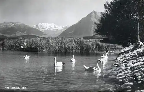 Postcard Switzerland am Thunersee swan